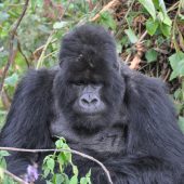  Gorilla (Congo)